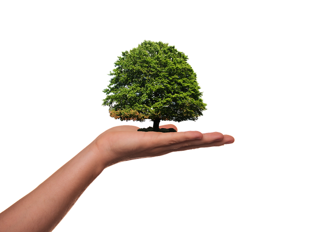 Co to jest biomasa i jaki jest jej wpływ na środowisko?