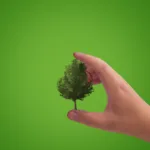 Czy eko groszek jest zielony?